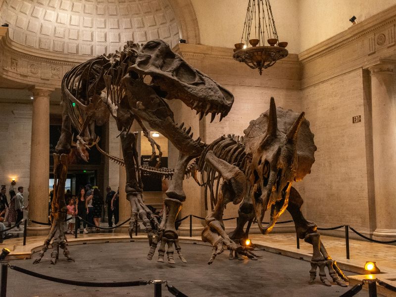 Natural History Museum